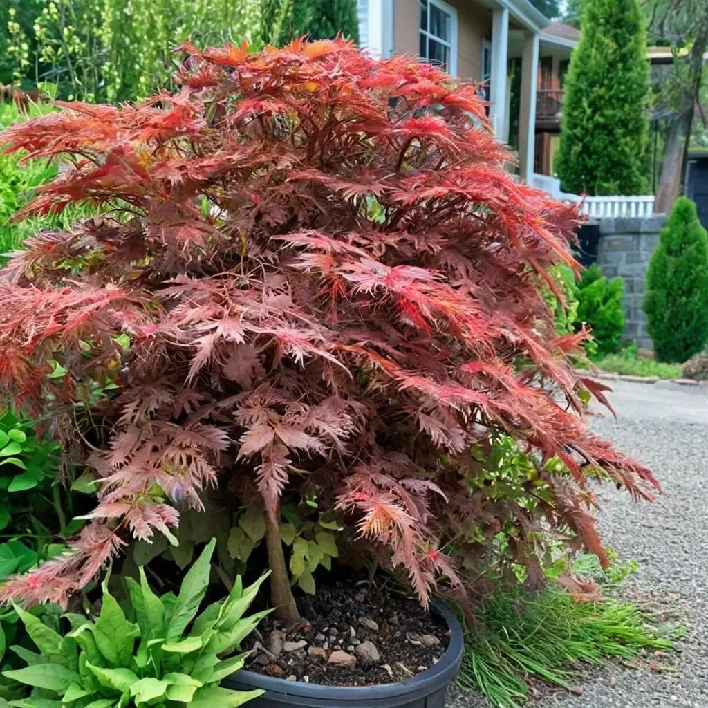 Acer palmatum 'Crimson Queen'