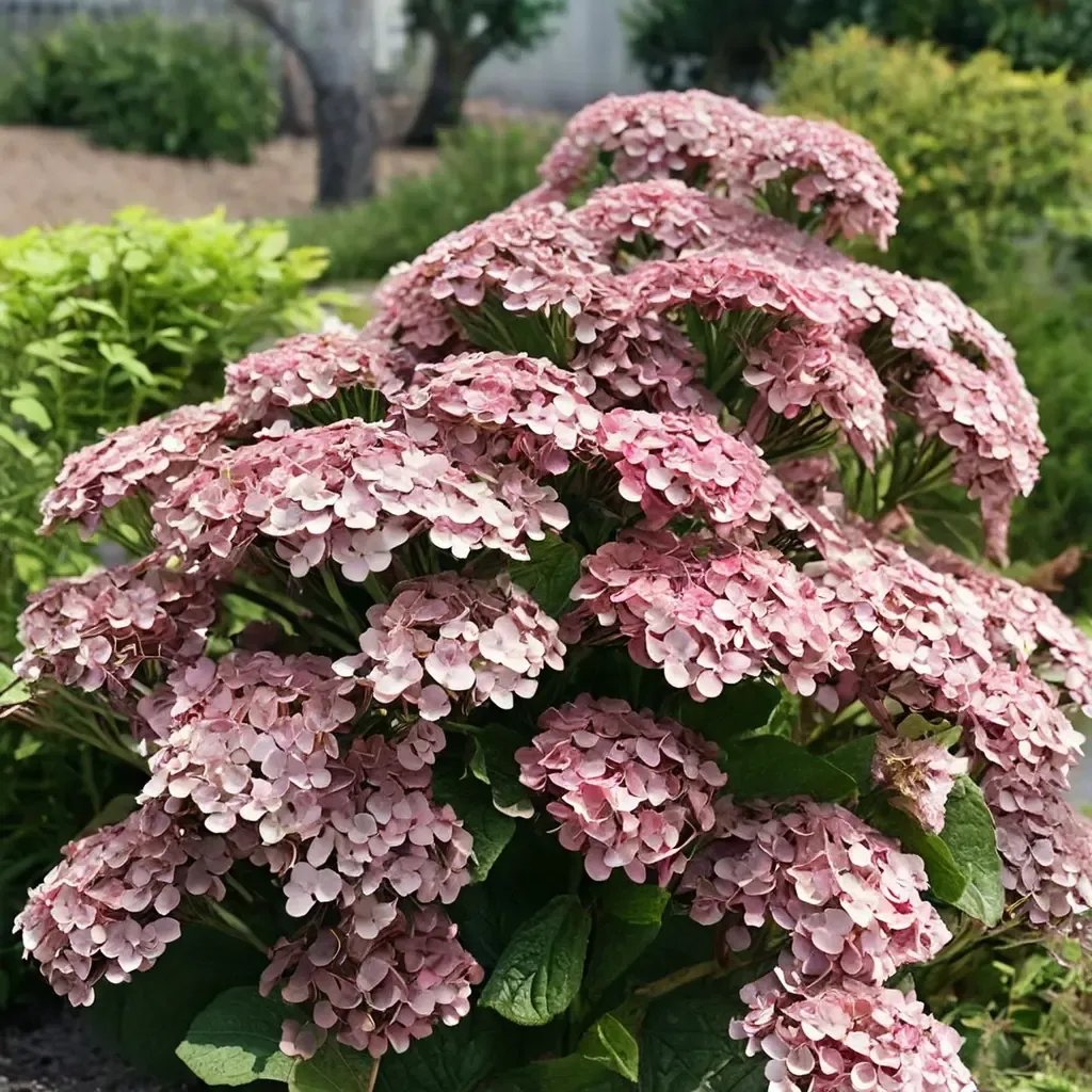 Hydrangea arborescens 'Incrediball Blush'