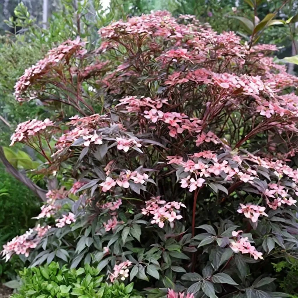Sambucus nigra 'Thundercloud'