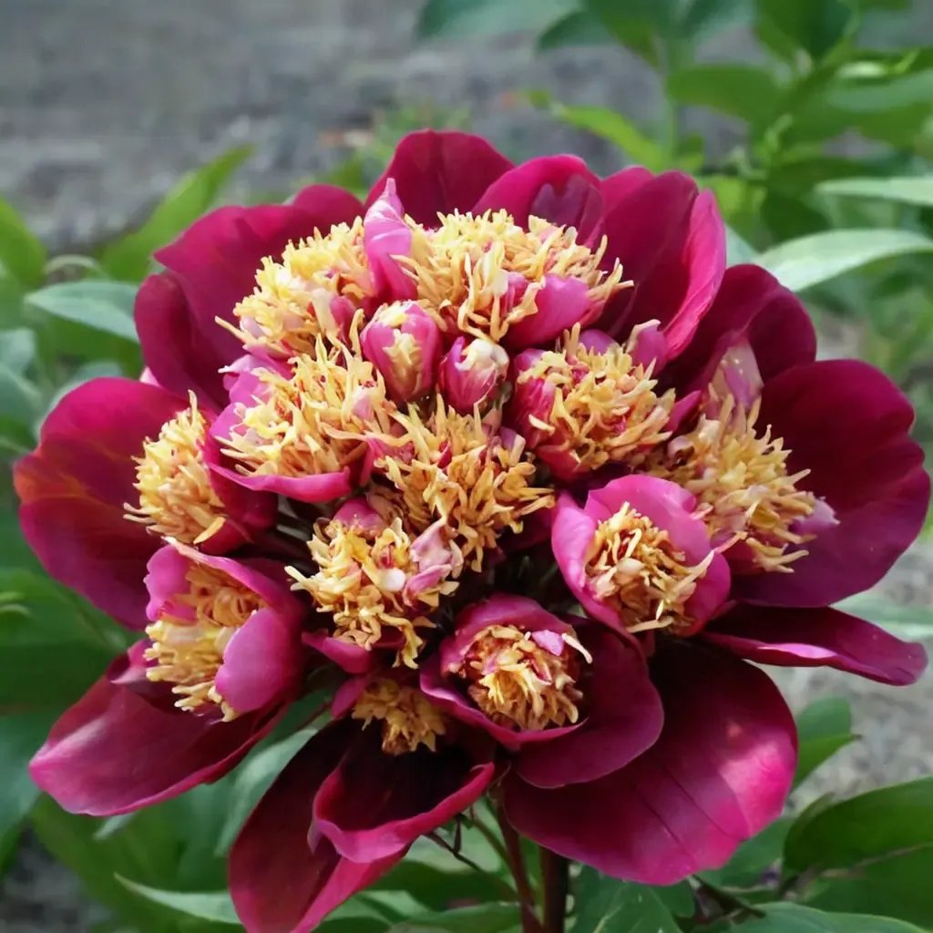 Paeonia lactiflora 'Sword Dance'