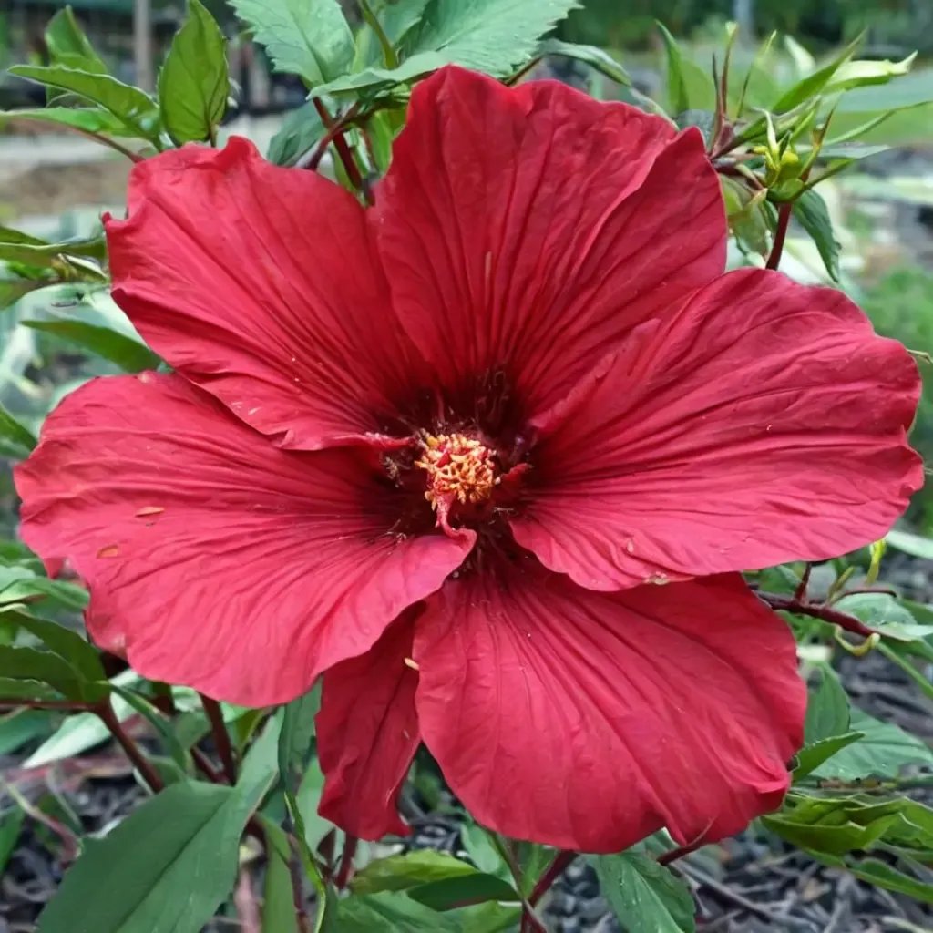 Hibiscus moscheutos 'Fireball'