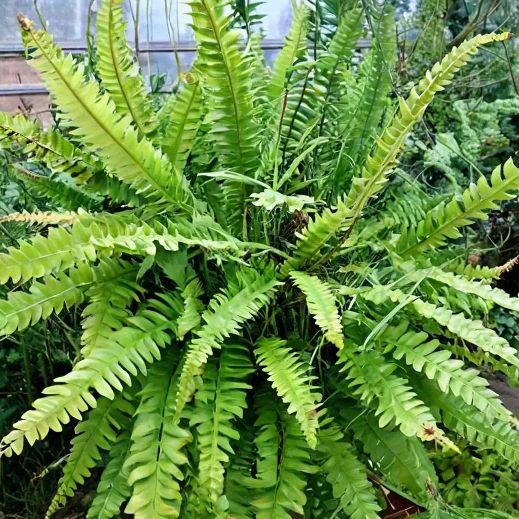 Nephrolepis exaltata