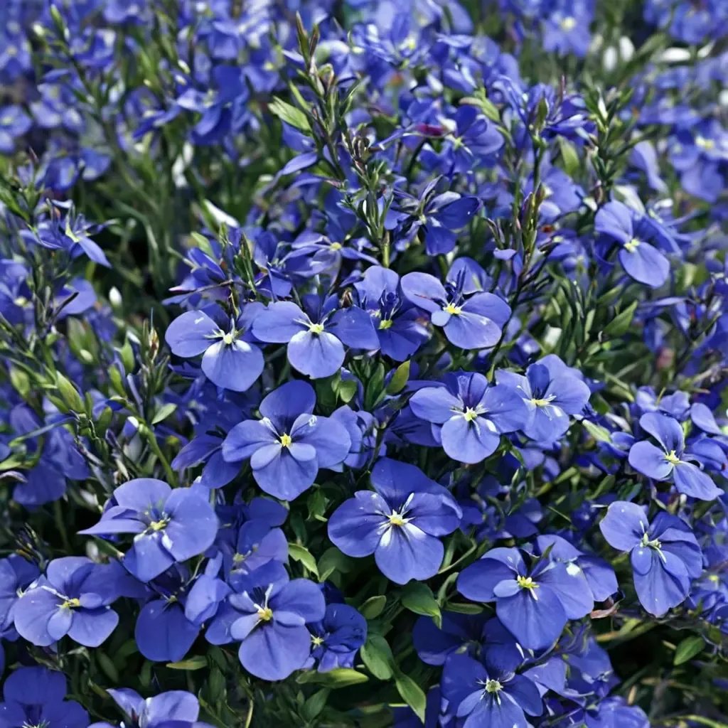 Lobelia erinus 'Dark Blue'