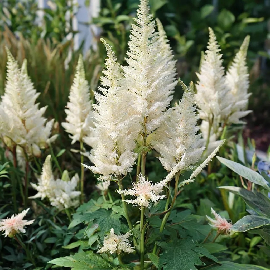 Astilbe chinensis 'Diamonds and Pearls'