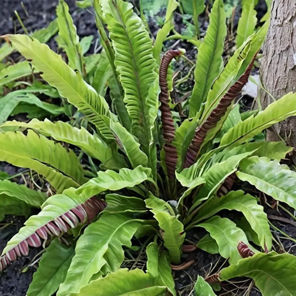 Asplenium scolopendrium 'Robust Male'