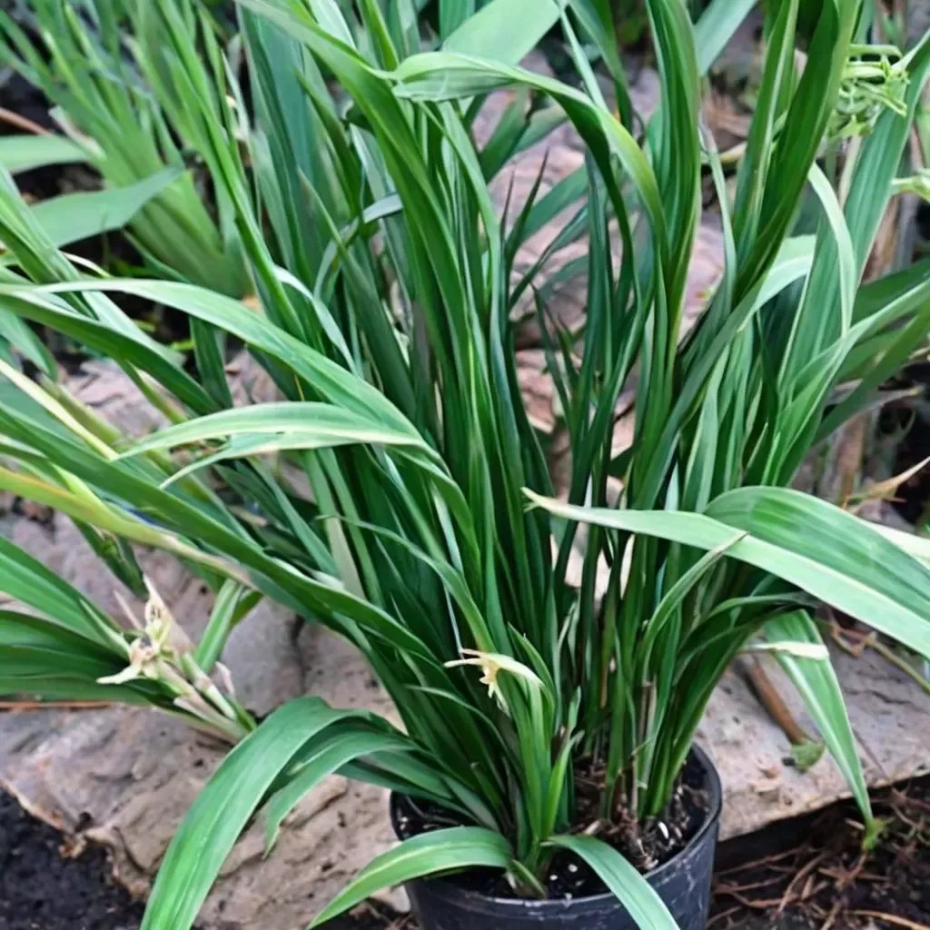 Aspidistra omeiensis 'Jade Ribbons'
