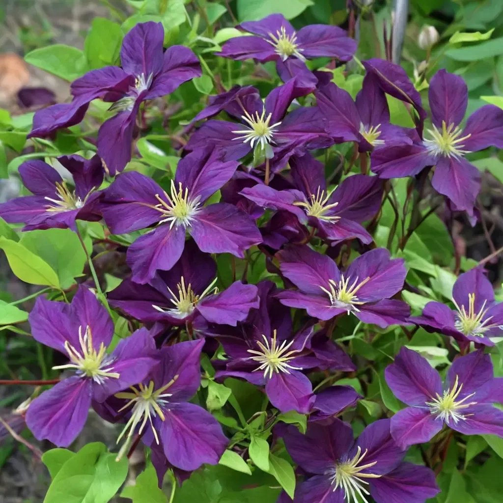 Clematis viticella 'Etoile Violette'