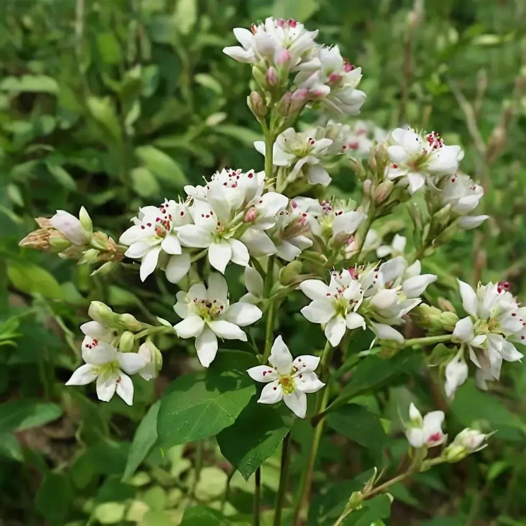 Fagopyrum esculentum