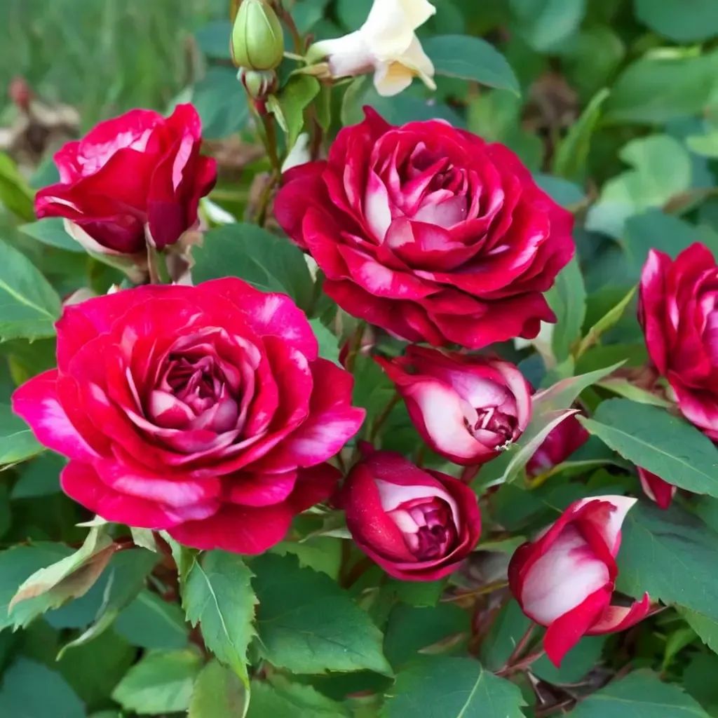 Rosa x hybrida 'Love at First Sight'