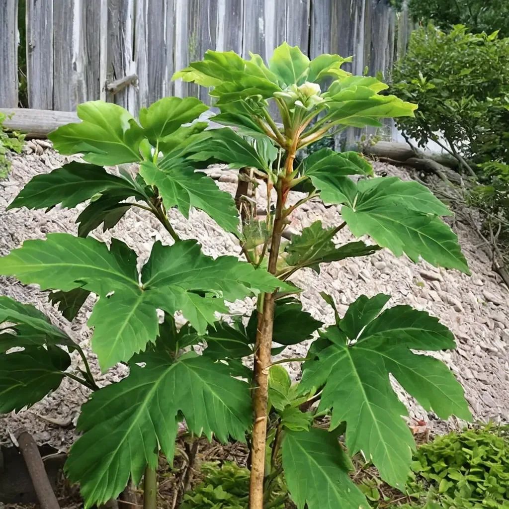 Tetrapanax papyrifer