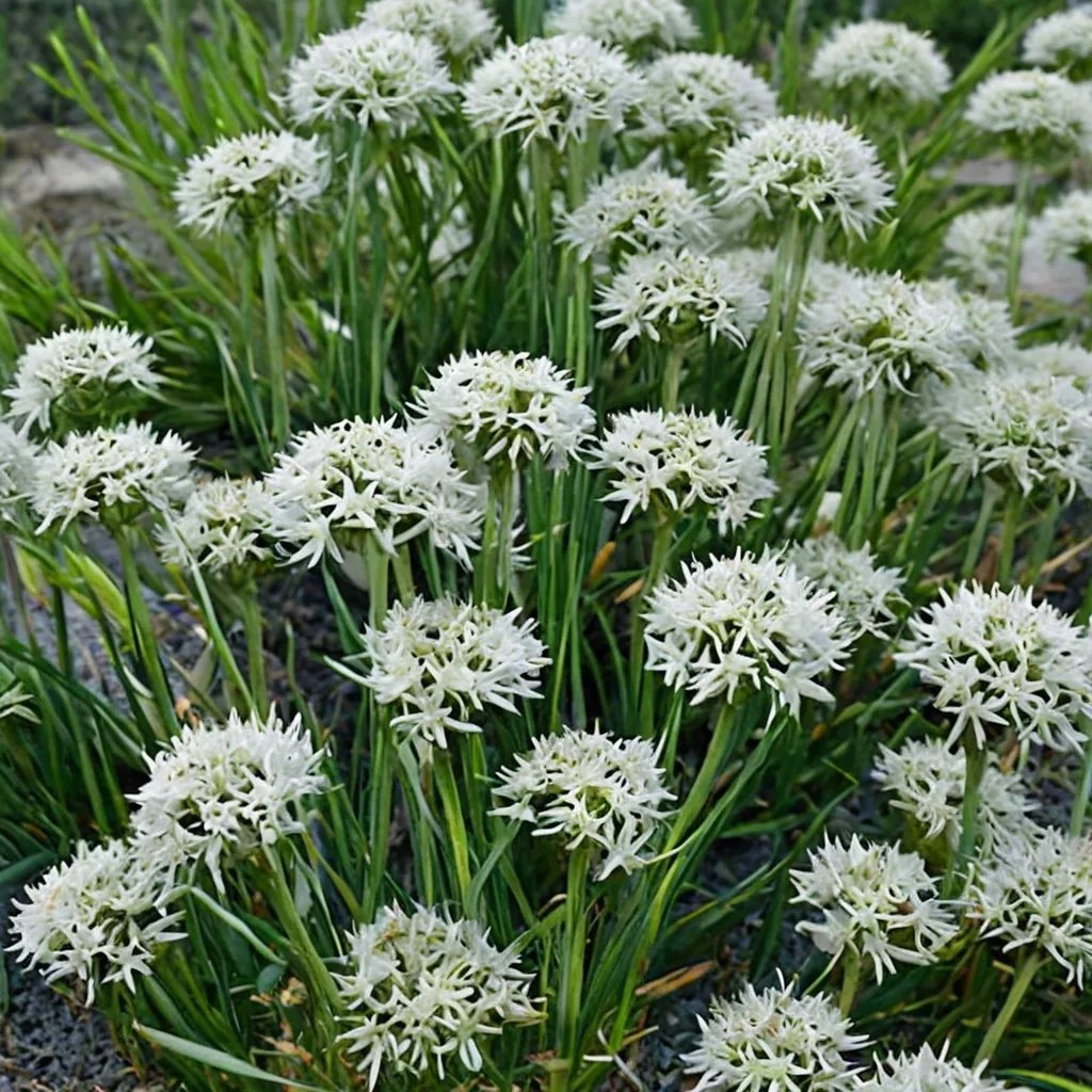 Allium canadense 'White Flag'