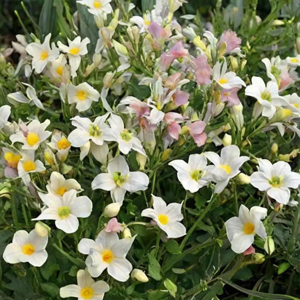 Nemesia fruticans 'KLM'