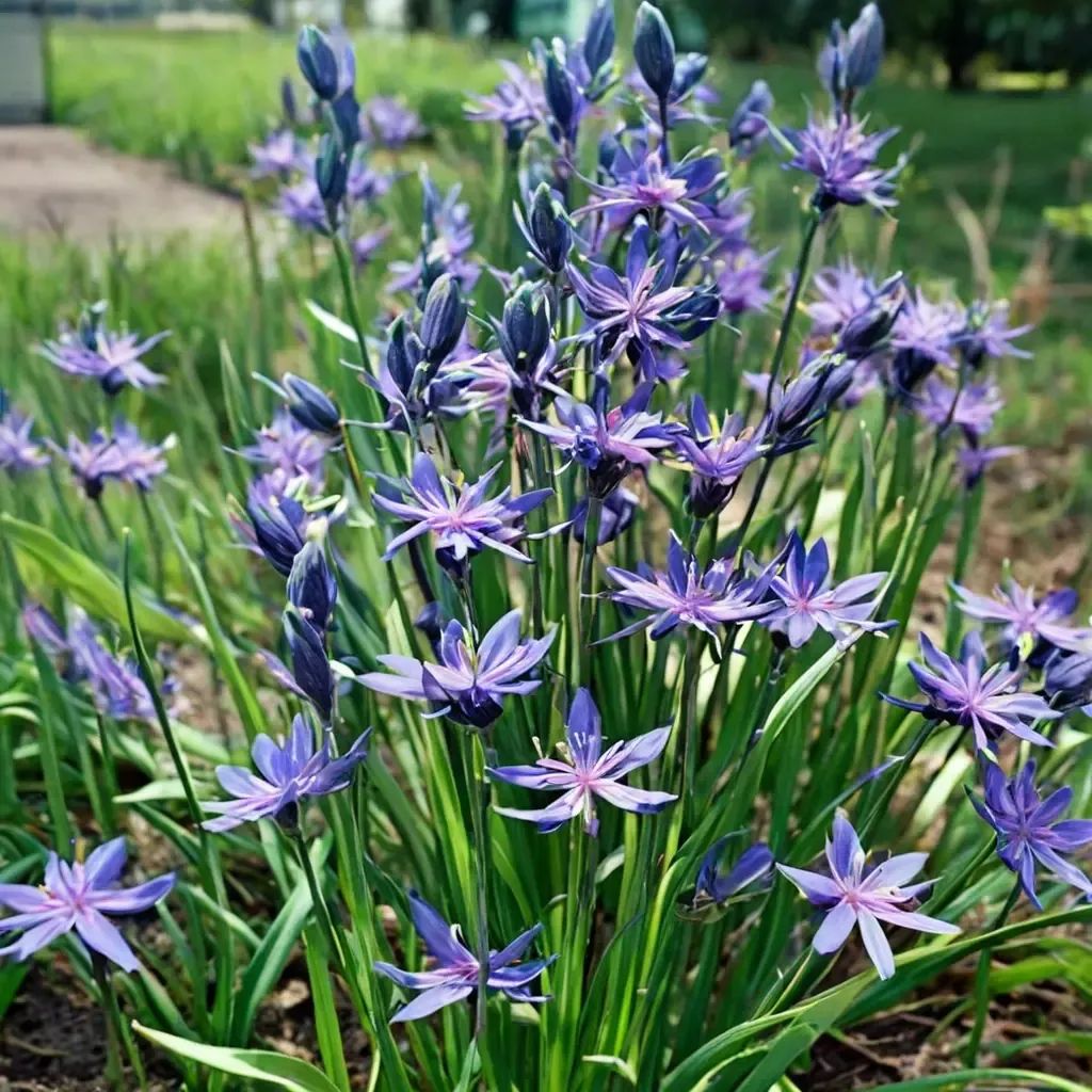 Camassia quamash