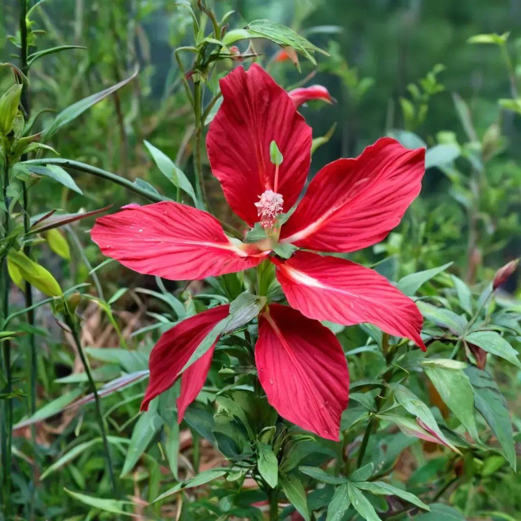 Hibiscus coccineus 'Texas Star'