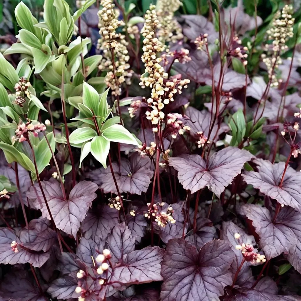 Heuchera micrantha 'Shanghai City Series Coral Bell'