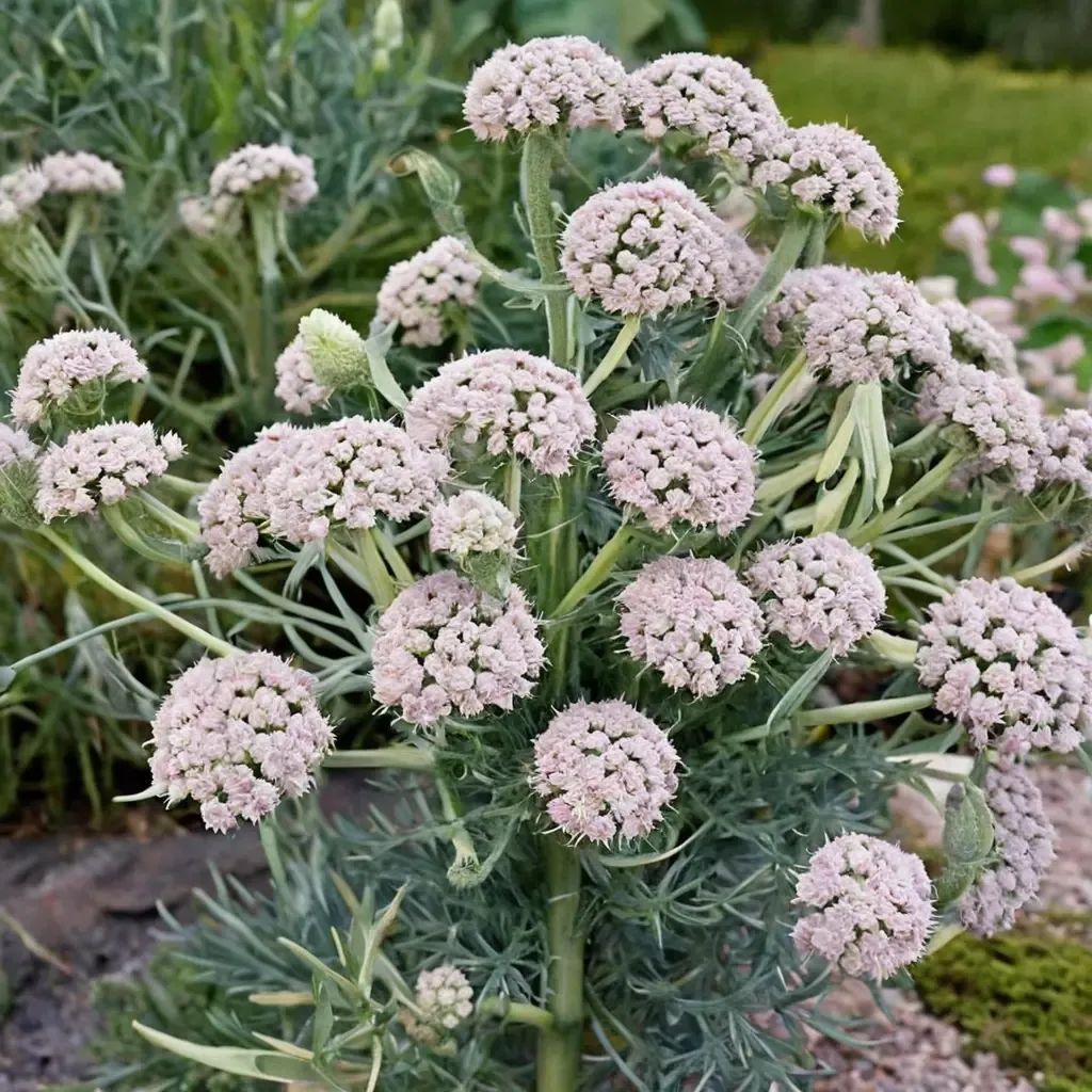 Seseli gummiferum