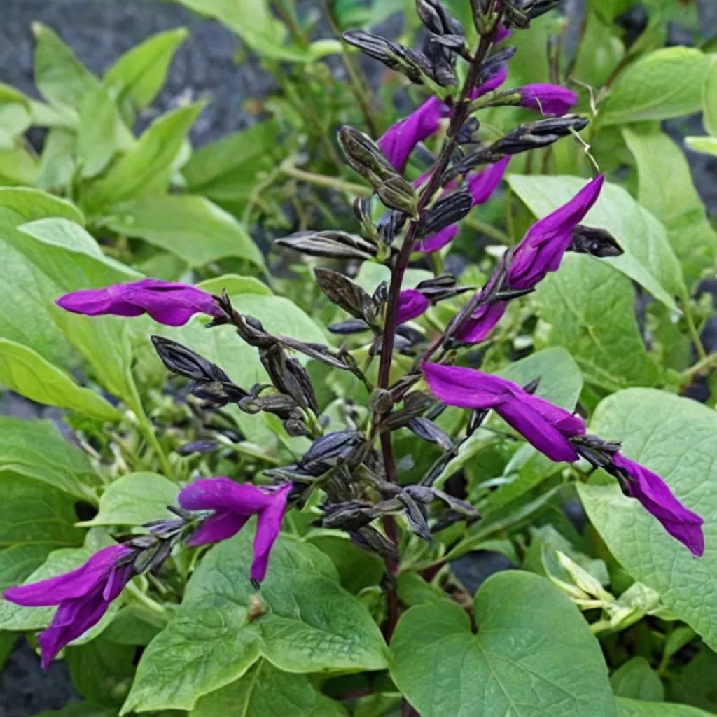 Salvia x hybrida 'Purple Majesty'