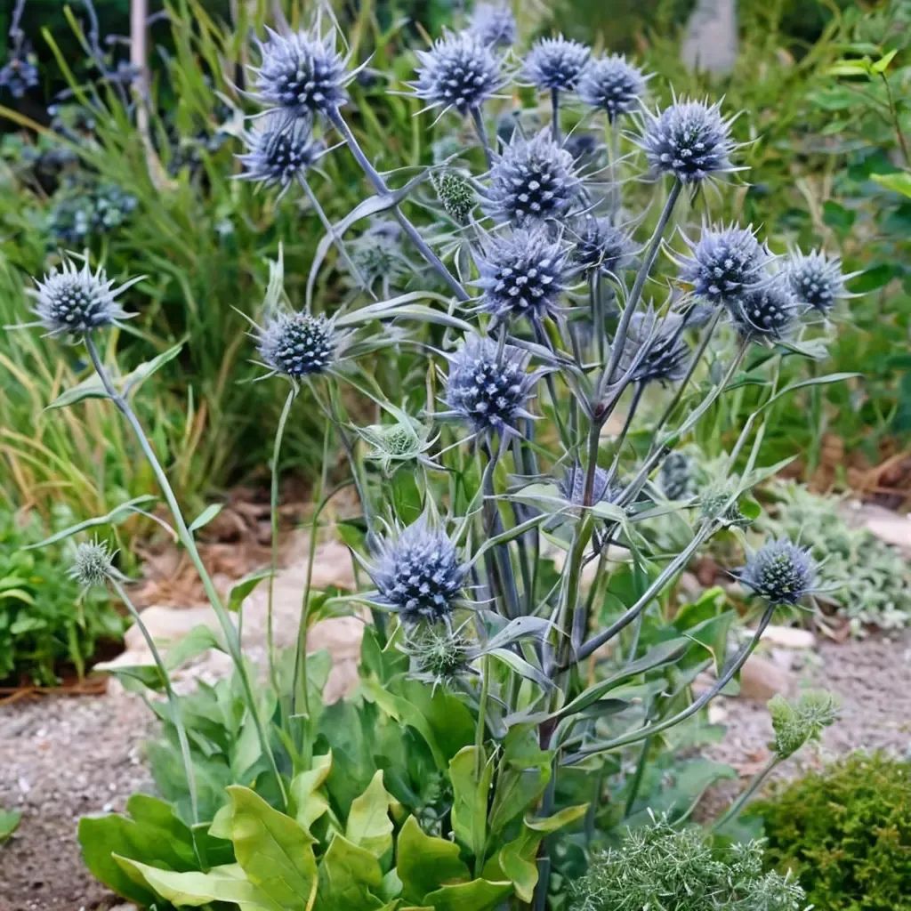 Eryngium planum