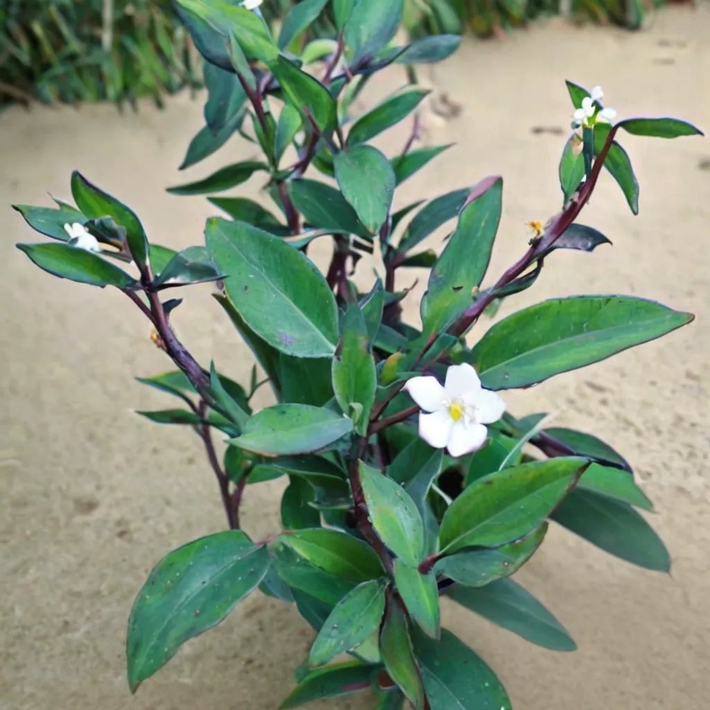 Tradescantia pallida 'Ocampo White'