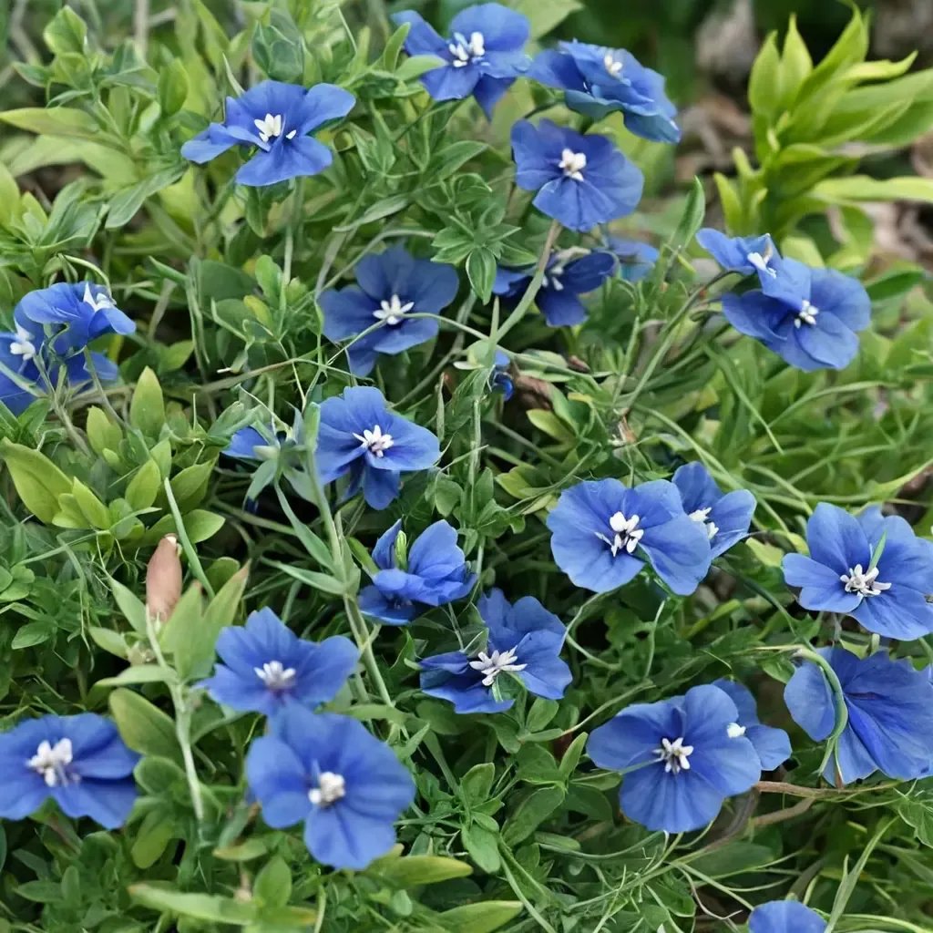 Evolvulus glomeratus 'Dwarf Morning Glory'