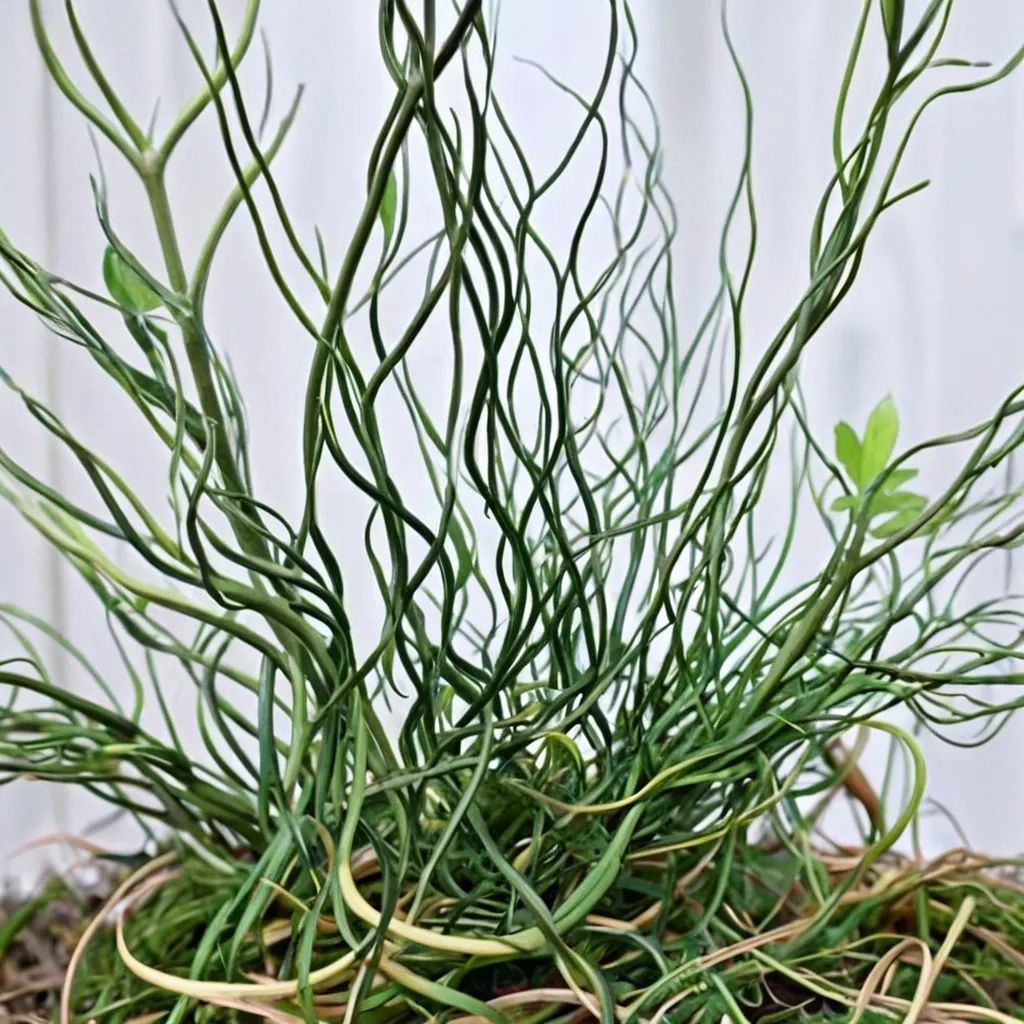 Juncus effusus 'Unicorn'