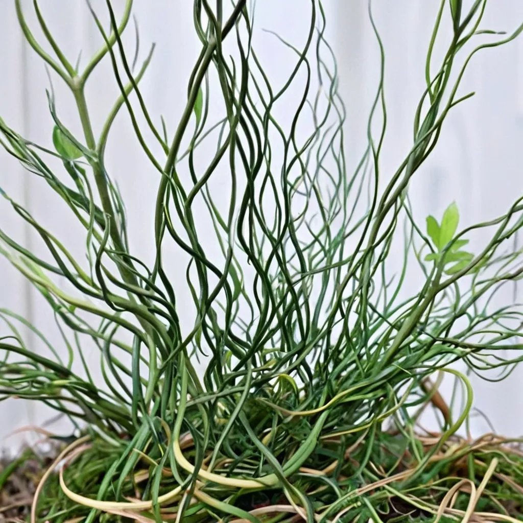 Juncus effusus 'Unicorn'