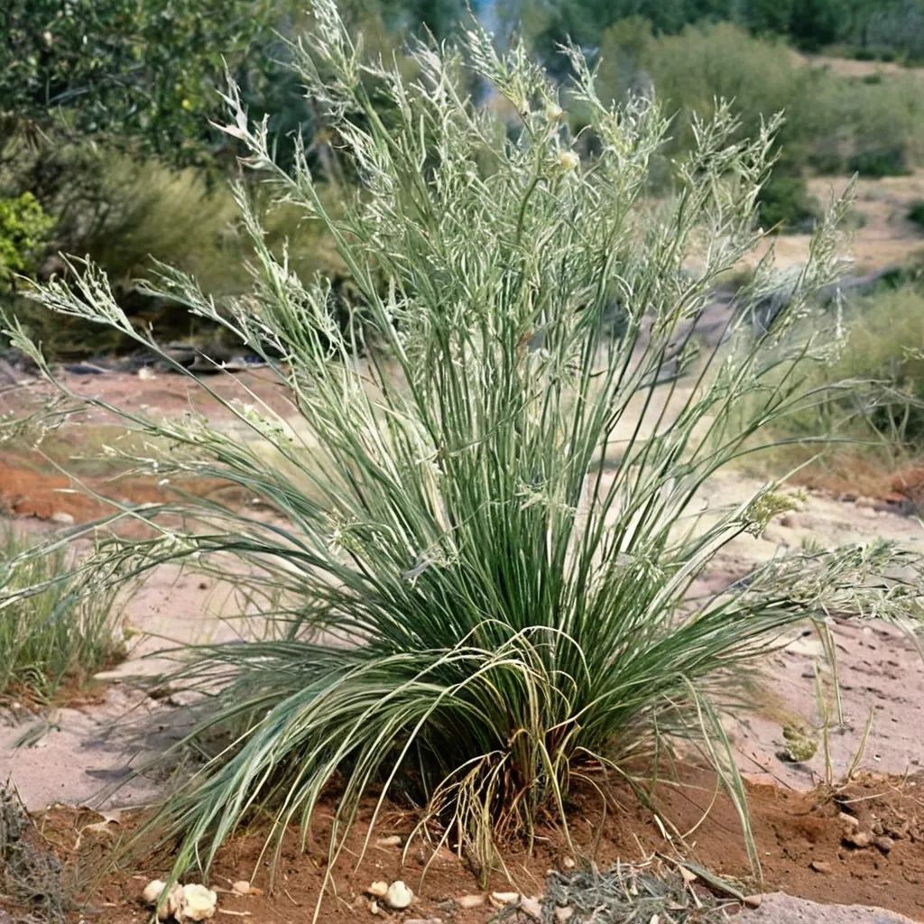 Eragrostis curvula