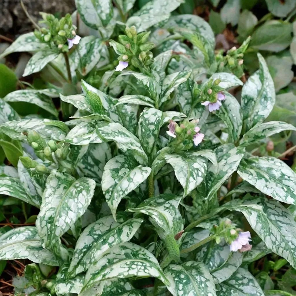Pulmonaria officinalis 'Moonshine'