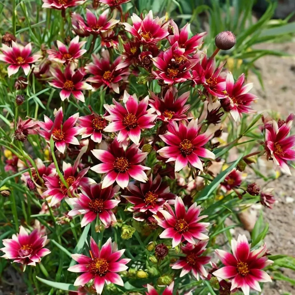 Coreopsis tinctoria 'Red Chiffon'