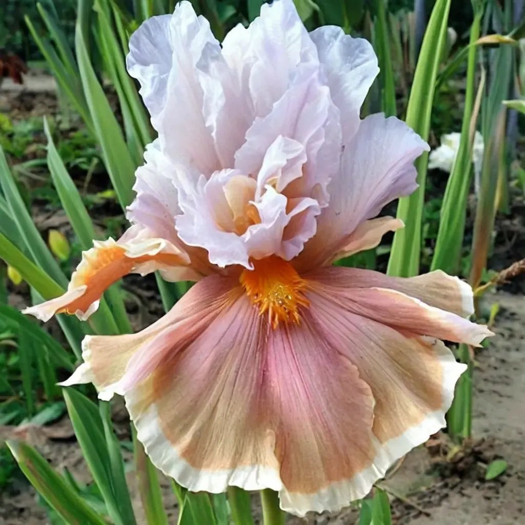 Iris x germanica 'Magharee'