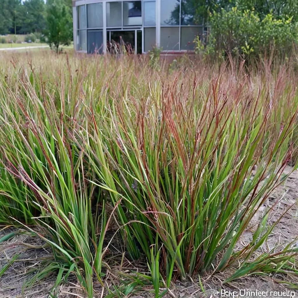 Switchgrass