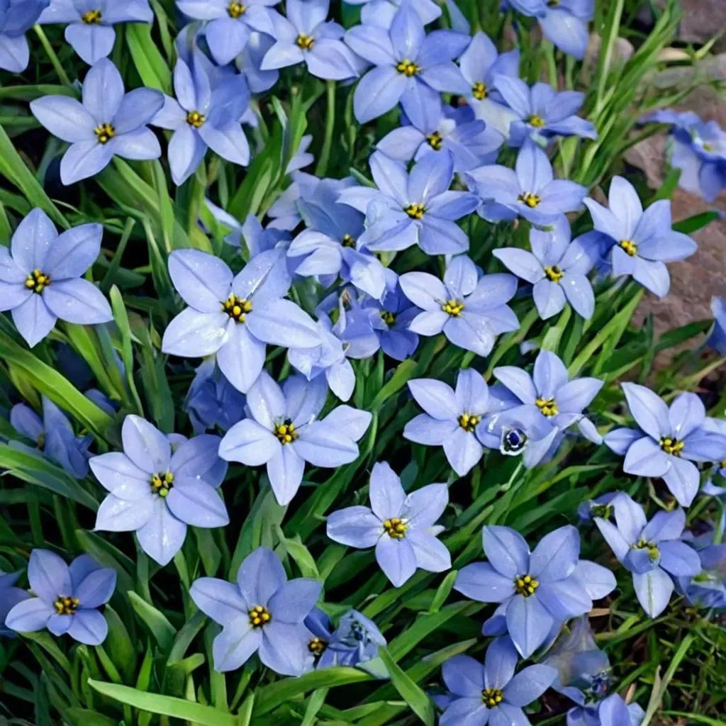 Starflower