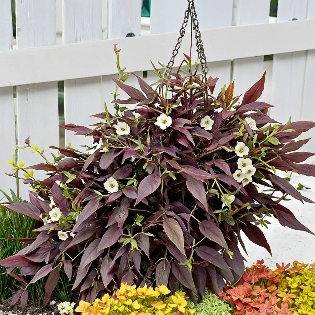 Ipomoea batatas 'Sweet Caroline Upside Black Coffee'