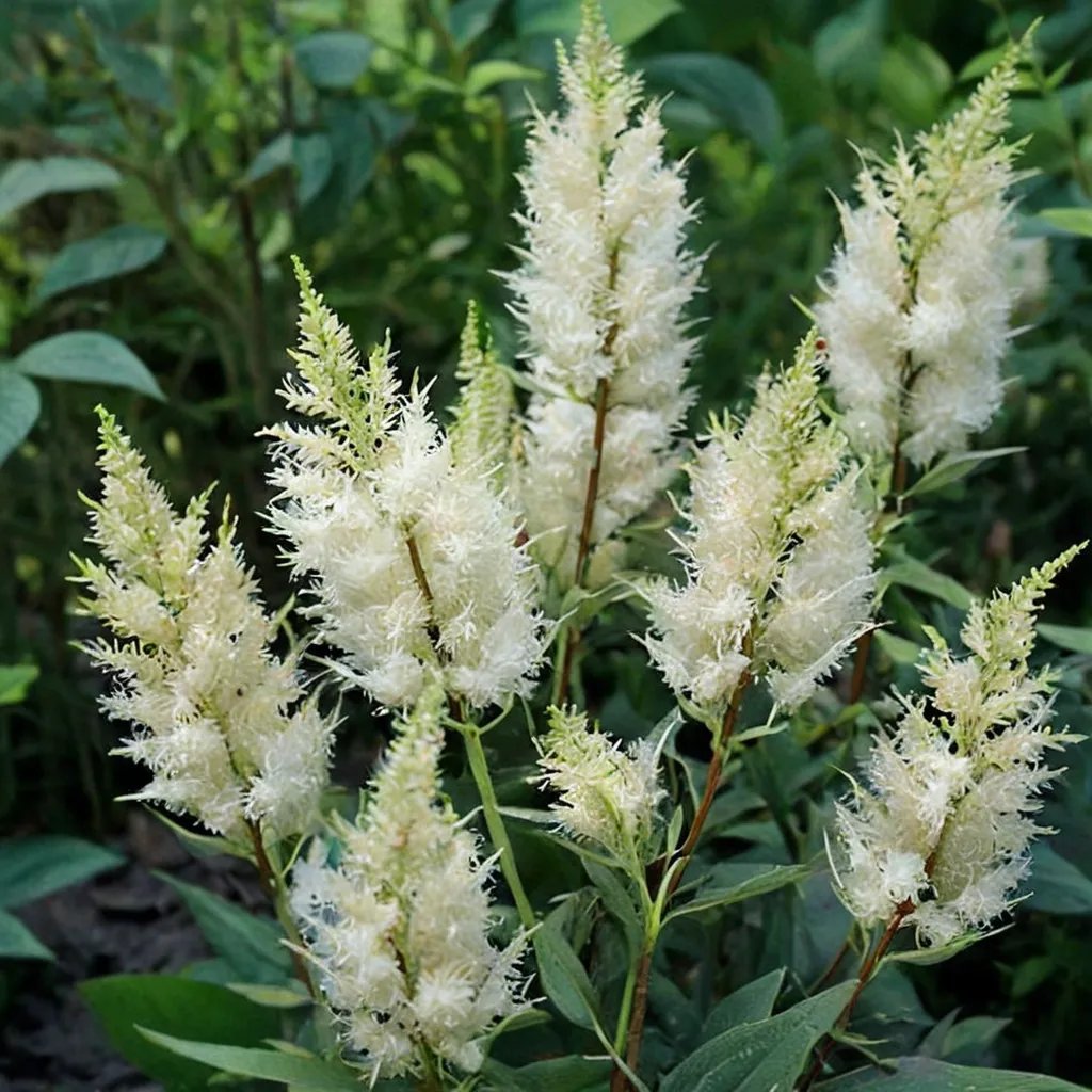 Astilbe x hybrida 'White'