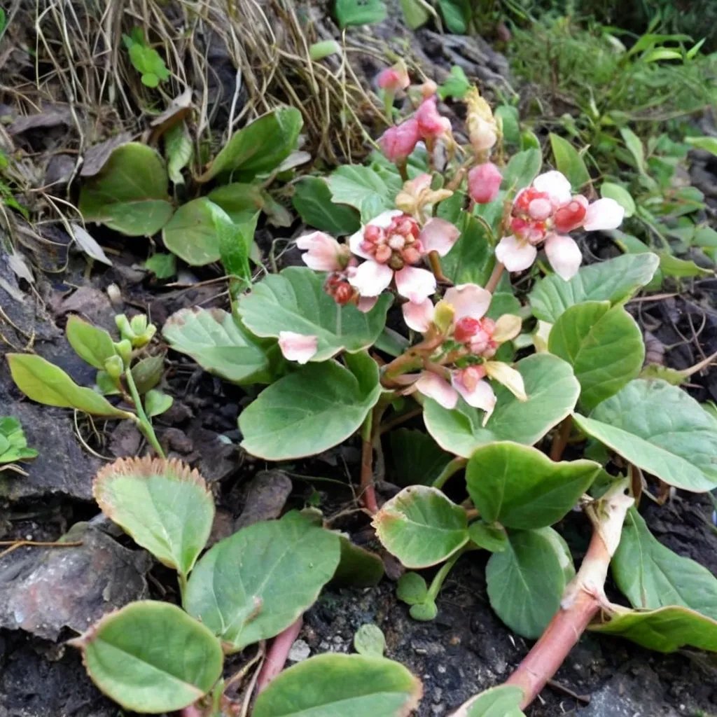 Bergenia ciliata 'Indian Form'