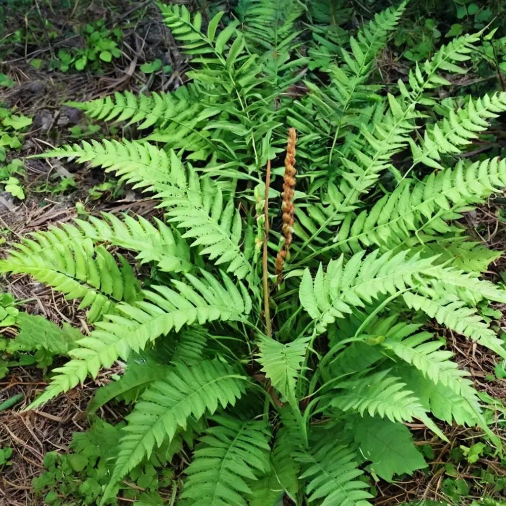 Cinnamon Fern