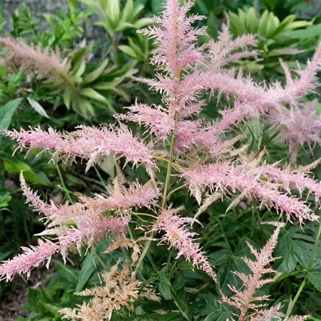 Astilbe x arendsii 'Sprite'