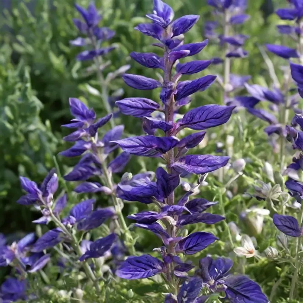Salvia horminum 'Blue Monday'