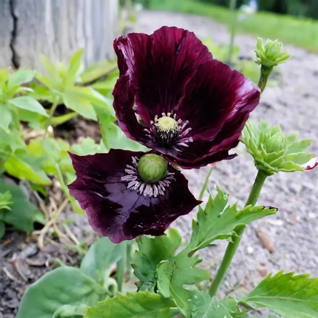 Papaver x hybrida 'Single Black'