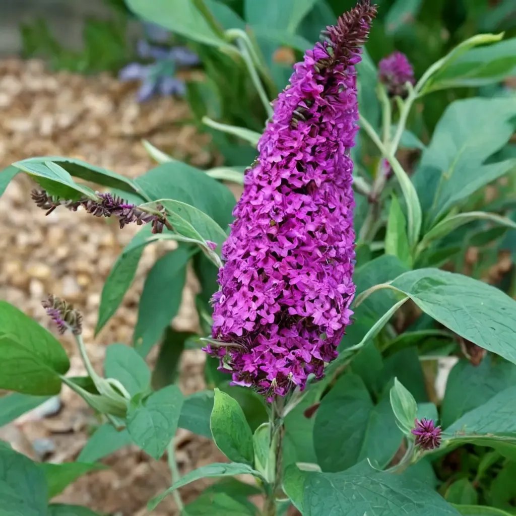 Buddleja davidii 'Buzz Magenta'