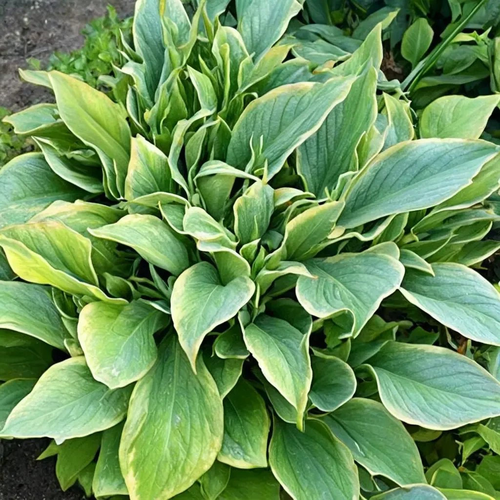 Hosta ventricosa 'Erie Magic'