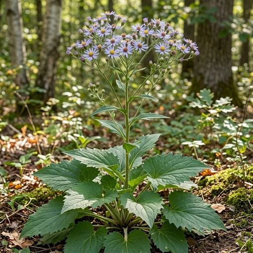 Eurybia macrophylla