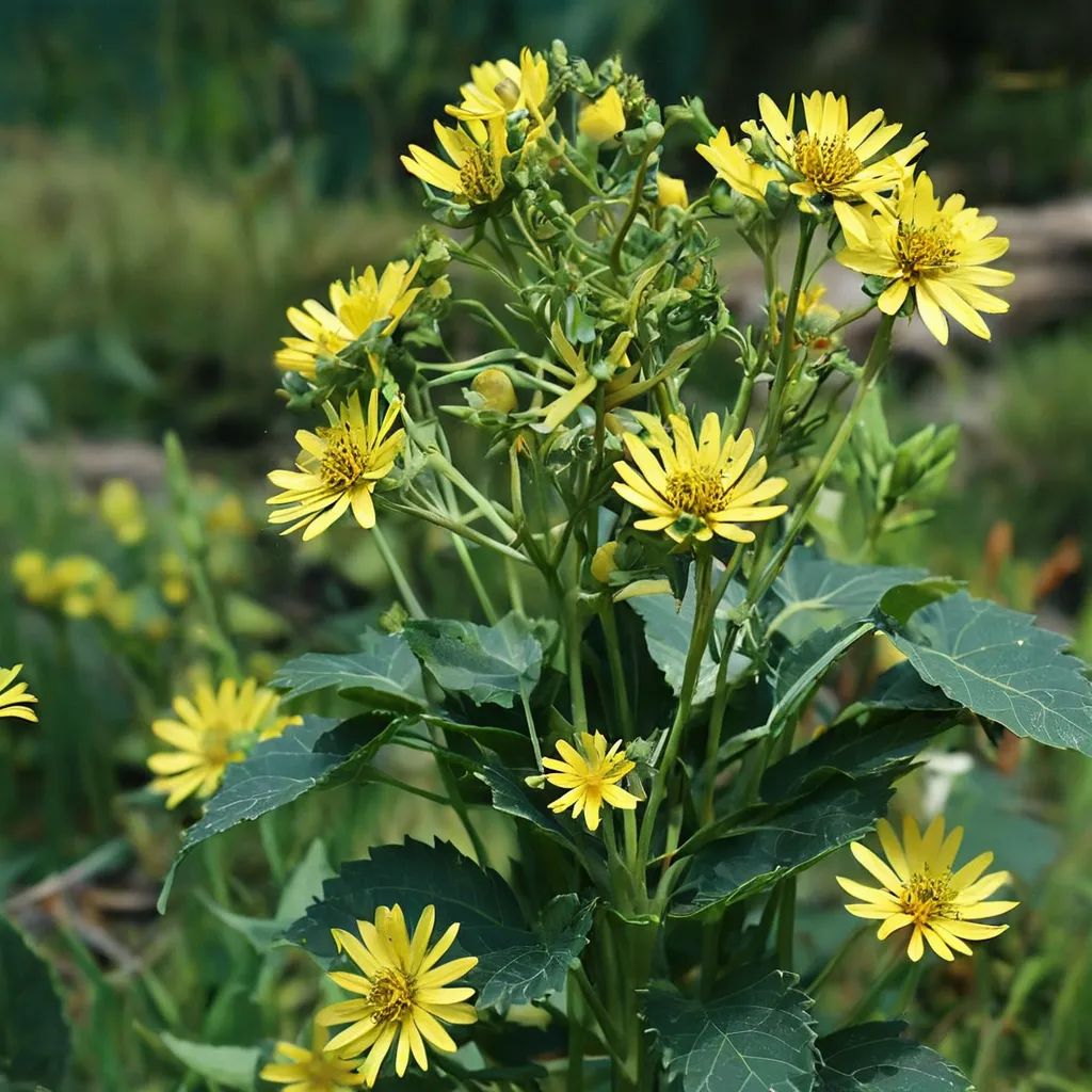 Silphium perfoliatum