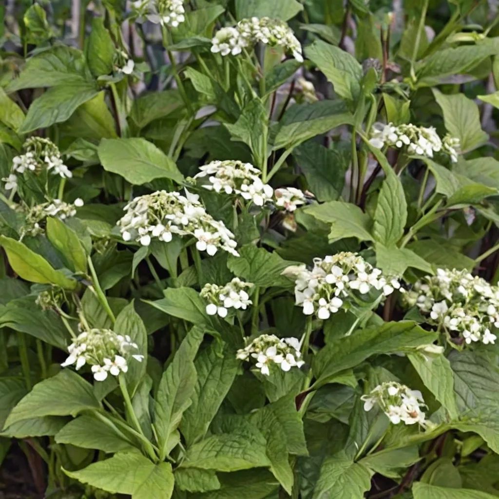 Eupatorium rugosum 'Braunlaub'