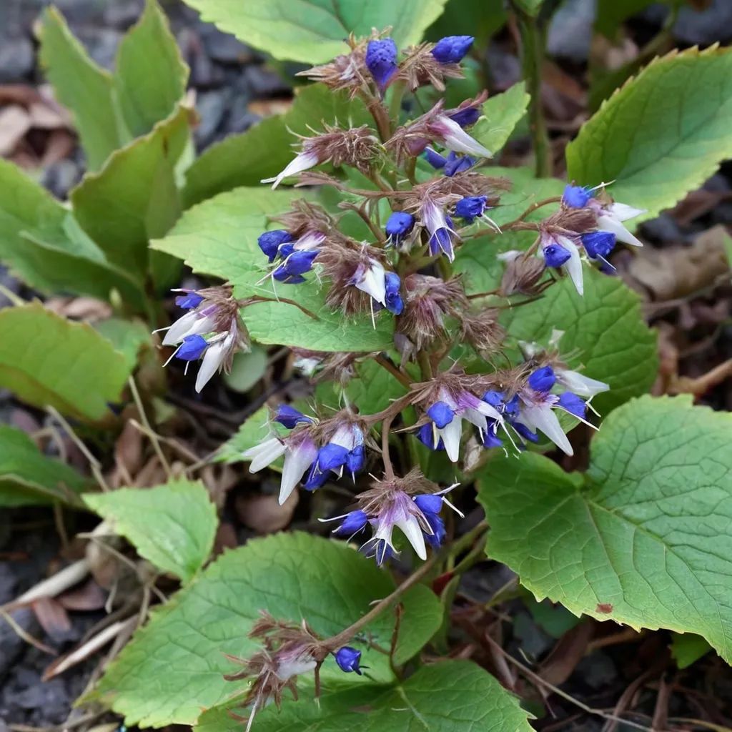 Trachystemon orientalis