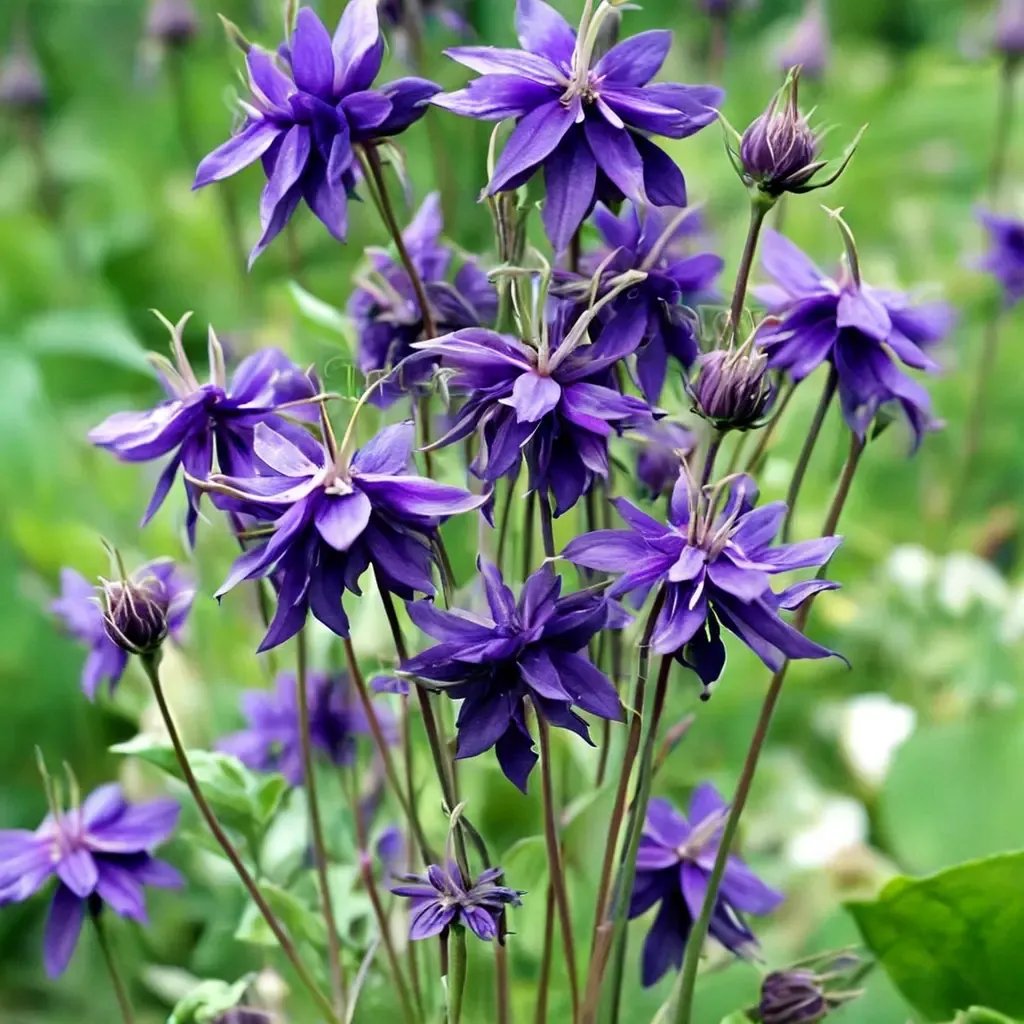 Aquilegia vulgaris 'Blue Barlow'