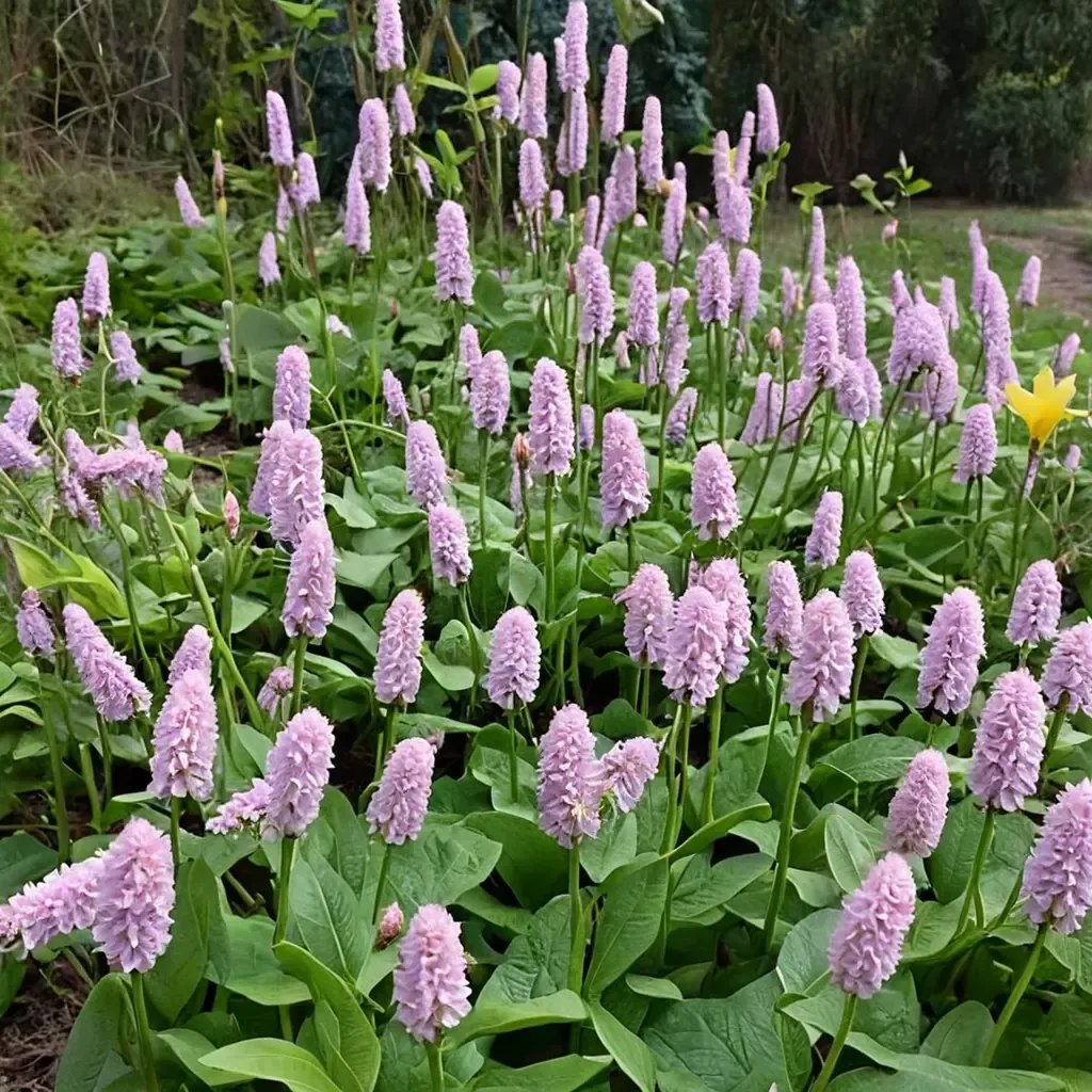 Persicaria bistorta 'Superba'