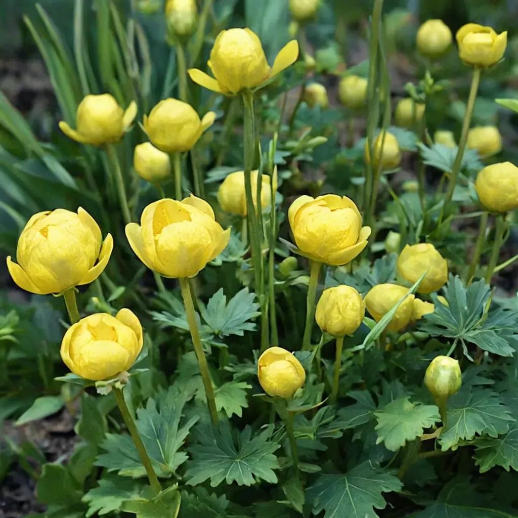 Trollius x hybrida 'Superbus'
