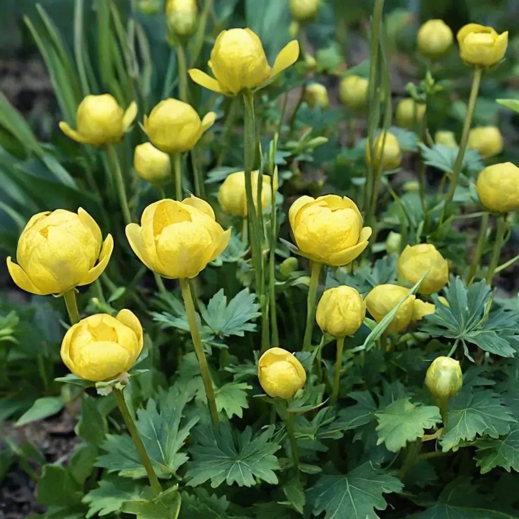 Trollius x hybrida 'Superbus'