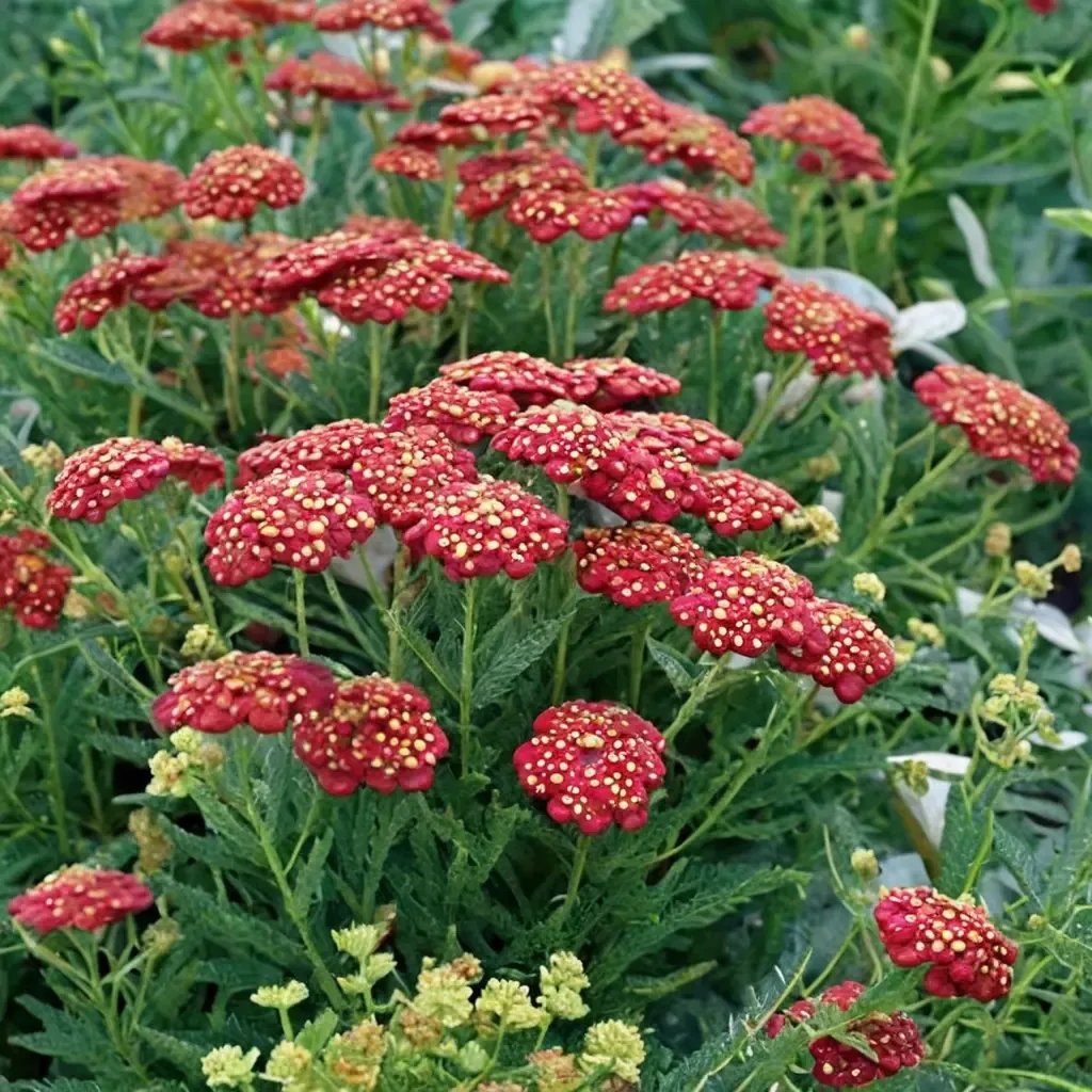 Achillea millefolium 'Strawberry Seduction'